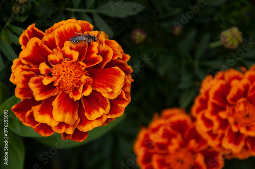 Orange and red marigold flower with a bee sitting on a petal, blooming in a garden with green foliage, pollination theme, summer nature, bright macro closeup.High quality photo