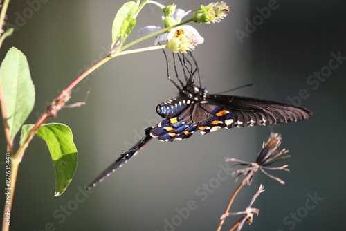 Dark butterfly with blue iridescent wings perched on a white flower, highlighting delicate patterns and natural beauty.