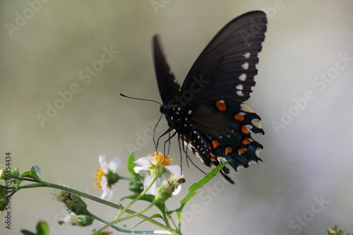 Dark butterfly with blue iridescent wings perched on a white flower, highlighting delicate patterns and natural beauty.