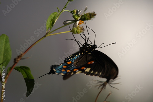 Dark butterfly with blue iridescent wings perched on a white flower, highlighting delicate patterns and natural beauty.
