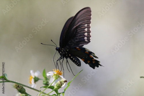 Dark butterfly with blue iridescent wings perched on a white flower, highlighting delicate patterns and natural beauty.
