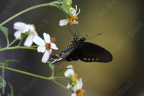 Dark butterfly with blue iridescent wings perched on a white flower, highlighting delicate patterns and natural beauty.