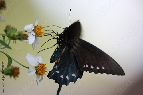 Dark butterfly with blue iridescent wings perched on a white flower, highlighting delicate patterns and natural beauty.