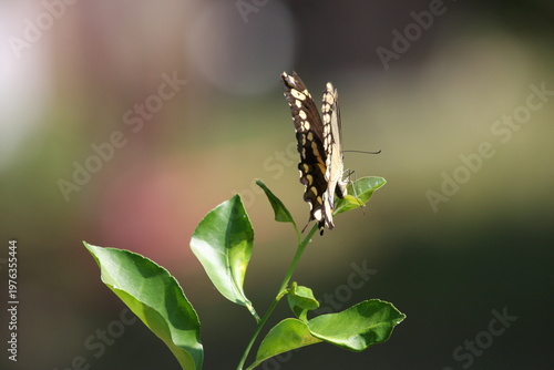 Black and yellow butterfly perched on green leaves, displaying detailed wing patterns in natural sunlight.