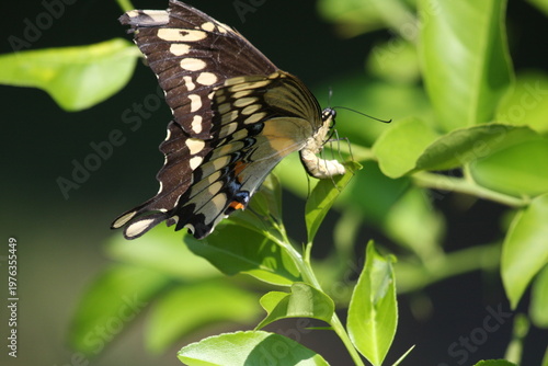 Black and yellow butterfly perched on green leaves, displaying detailed wing patterns in natural sunlight.