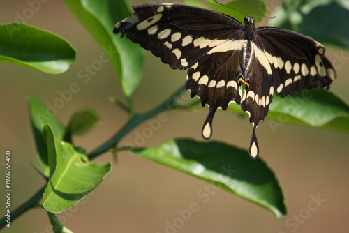Black and yellow butterfly perched on green leaves, displaying detailed wing patterns in natural sunlight.