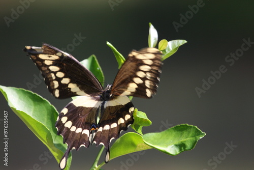 Black and yellow butterfly perched on green leaves, displaying detailed wing patterns in natural sunlight.