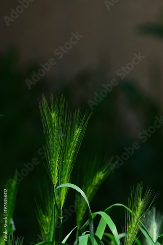 Green barley ears growing, young green cereal grains highlighting the texture and long awns. Moody, low-key nature shot ideal for organic food, agriculture, and sustainable farming concepts.