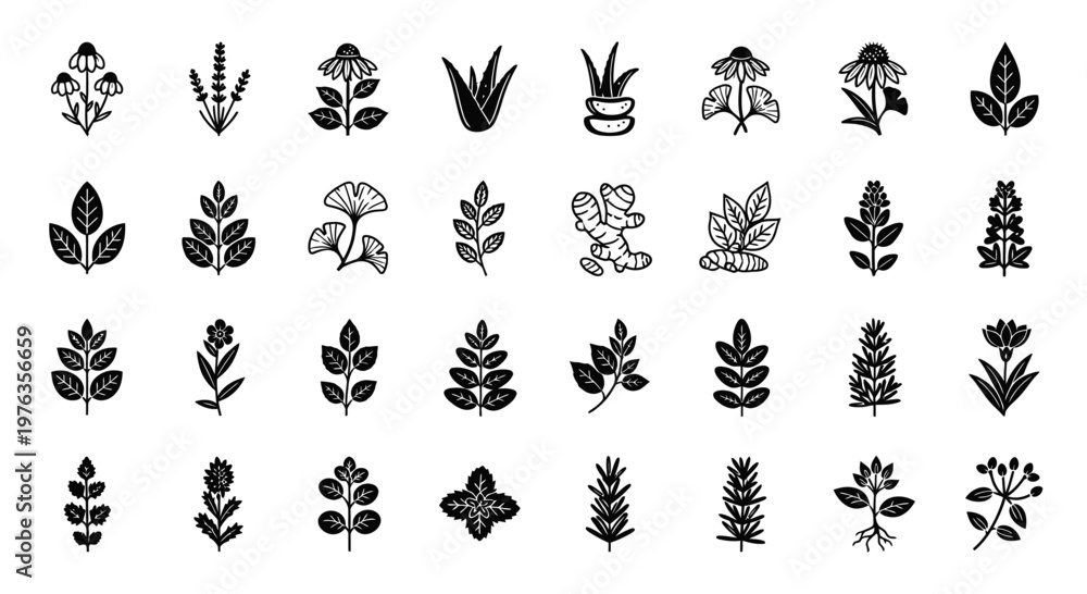 Obraz premium Collection of various leaf and flower illustrations.
