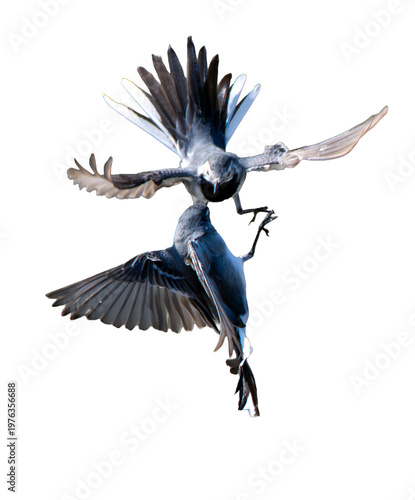 Dynamic action shot of two songbirds competing in flight. High-speed wildlife photography showing spread wings and feathers. Ideal for animal behavior and competition concepts.