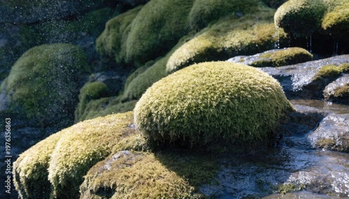 Moss covering a damp surface demonstrating simple plant growth in humid conditions
