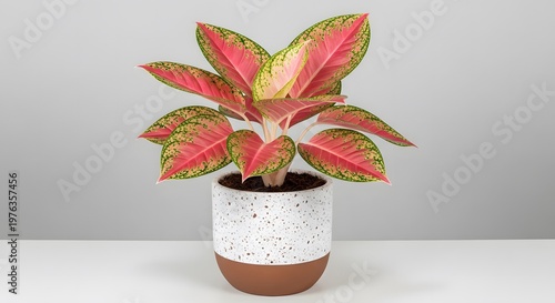 a potted plant with orange leaves on a white surface