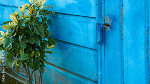 Canvas Print Blue wooden wall with green plant beside door latch and foliage
