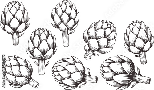 Hand Drawn Artichoke Isolated White Background Vintage Style vegetable food