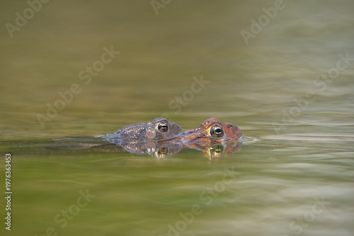 Eastern American Toad (Anaxyrus americanus) swimming in pond mating