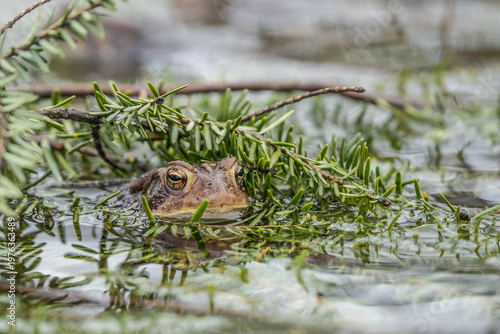 Eastern American Toad (Anaxyrus americanus)  hiding in branches in pond during mating season. 