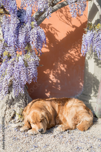 Photos Serene Senior Canine Lying On Sunlit Terracotta Wall Surface