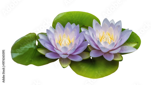Quadro su tela Two delicate purple water lilies with yellow centers resting on green lily pads,