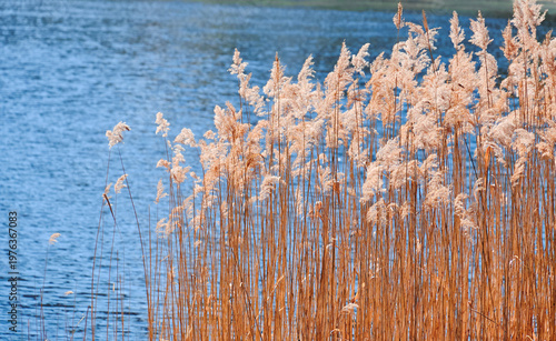 Golden reeds glowing in sunlight by a calm blue lake. Peaceful natural waterside landscape with dry grass, reflections, and serene outdoor scenery.