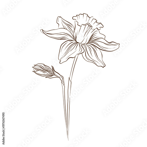 Vector illustration of daffodil flower in hand drawn line art style. Botanical floral sketch with blooming flower and side bud isolated on white background for print, pattern, packaging, card, and dec