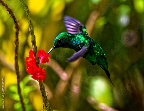 Photos Portrait of a green flying hummingbird Rufous-tailed  pollinating a red tropical flower in Colombia
