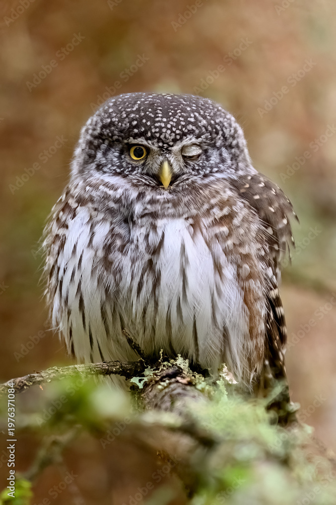 Obraz premium Eurasian pygmy owl (Glaucidium passerinum)