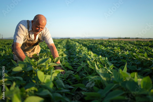 Photos Man in overalls working in a field of green plants on a sunny day outside