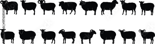 Collection of sheep silhouettes vector illustration, farm animal set with lamb and ram poses, black livestock icons for agriculture design