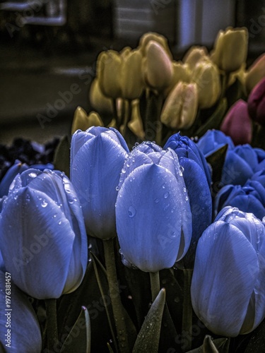 Vibrant Blue Tulips with Raindrops