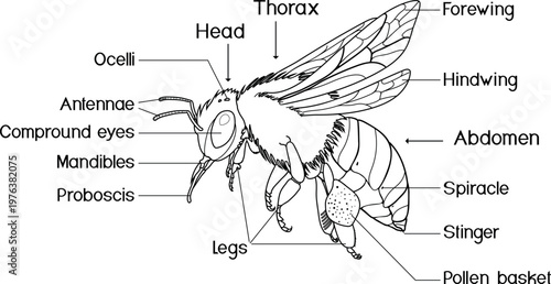 Anatomy of a honey bee diagram with labels isolated on white background. Honey bee anatomy diagram coloring page for kids and education
