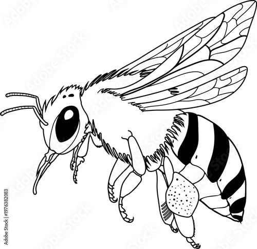 Honey bee flying illustration for coloring page, detailed insect line art, botanical vector
