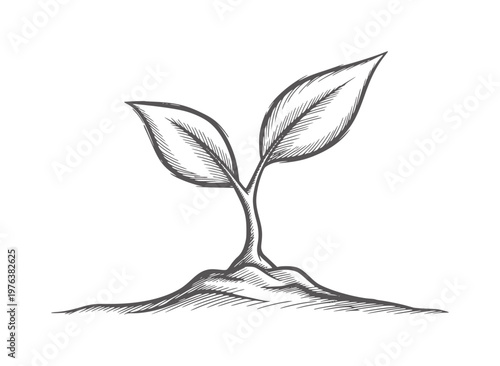 Hand drawn seedling sprouting from soil with hatching detail plant growth