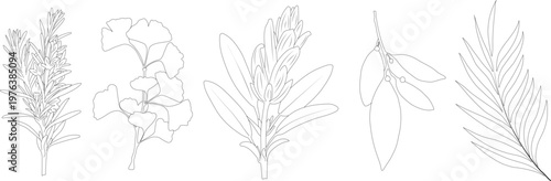 Herbal botanical line art set, minimalist leaves and plants outline illustrations bundle