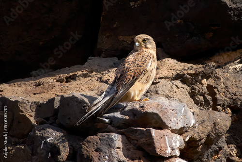 Turmfalke (Falco tinnunculus) auf Fuerteventura, Kanarische Inseln - Weibchen sitzt auf einem Felsen im Barranco de los Molinos