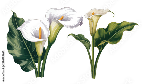 Dreamy calla lily bouquet with flowing leaves in soft pastel watercolor.
