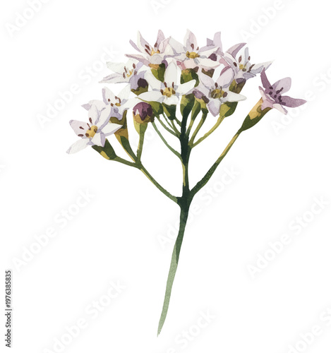 Gentle wildflower spray with tiny white blooms in airy watercolor texture.