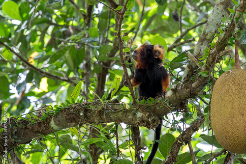 Foto A young Golden-headed Lion Tamarin with open mouth sticks his head on the right side of its parent in Brazil, South-America