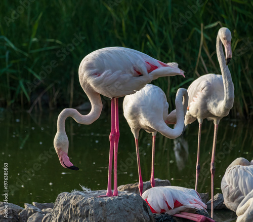 A flock of flamingos stands in a pond in a natural setting

