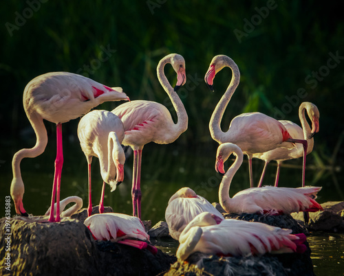 A flock of flamingos stands in a pond in a natural setting
