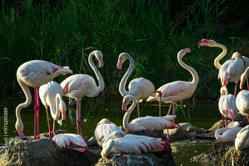 A flock of flamingos stands in a pond in a natural setting
