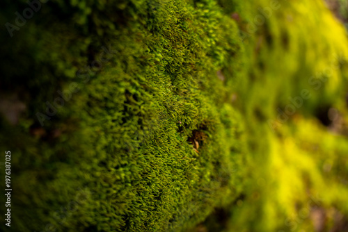 Close up of dense green moss texture on natural surface with shallow depth of field and soft blurred background.