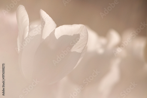Fotografie Minimalist abstract background with soft beige and warm neutral tones
