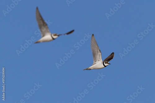 Detailed close-up of a Little Ringed Plover (Charadrius dubius) flying against blue sky
