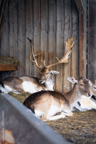 Hirsch in einem Wildgehege