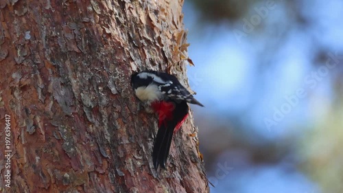 Male Great spotted woodpecker (Dendrocopos major) excavating a nesting hole in a pine tree. Woodpecker making hole, pecking pine tree, spring forest, sunny day, wildlife video, real-time, side view.