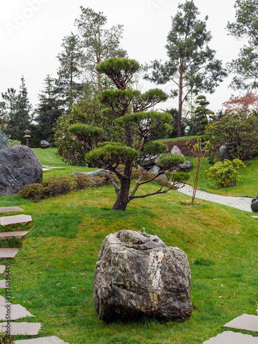 Niwaki pine, stone and paths for park visitors in the Japanese garden in spring