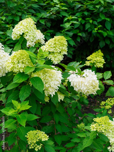 blooming heads of a green hydrangea in the garden in summer