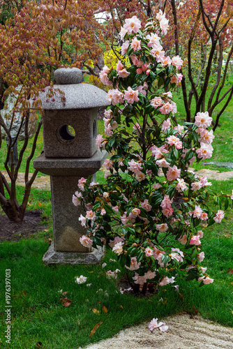 Blooming roses in a Japanese garden in spring