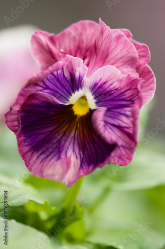 Viola Pansy Moulin Rouge Mix Flower