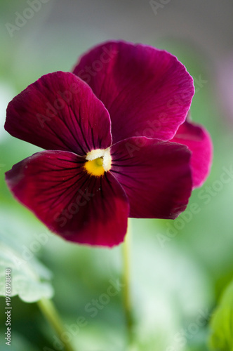 Viola Pansy Moulin Rouge Dark Red Flower, Green Background